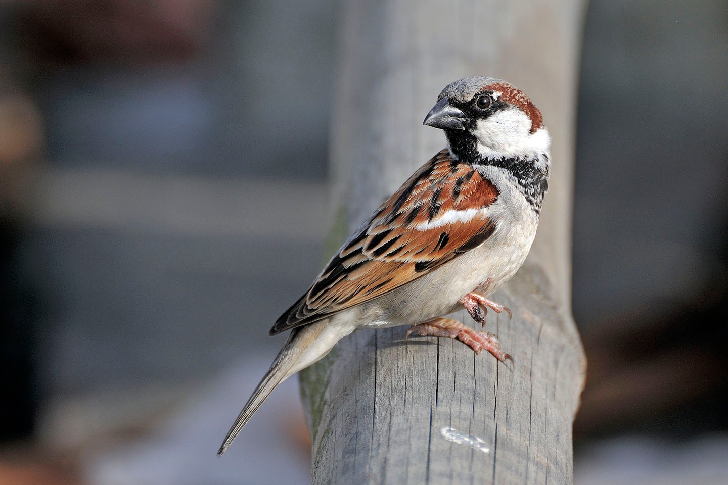 आज विश्व भँगेरा दिवस मनाइँदै (तस्वीरहरू)